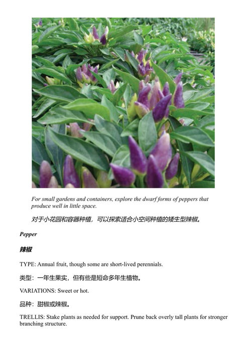 在干旱、沙漠与干燥时节种植蔬菜（十周年纪念版） 莫琳·吉尔默 (中英对照电子书)