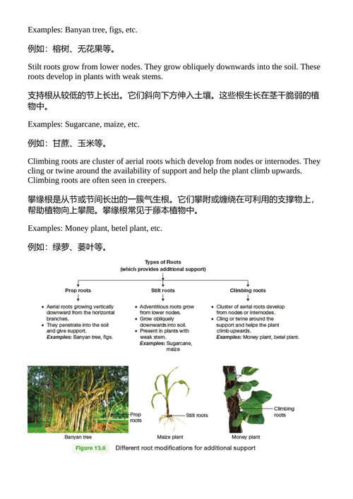 培生IIT基础科学教材（六年级） 特里什纳知识系统 （中英对照电子书）