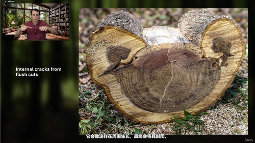 树木修剪：让树木健康生长的艺术与科学 (英文课程中文字幕)