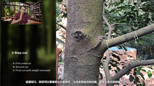 树木修剪：让树木健康生长的艺术与科学 (英文课程中文字幕)