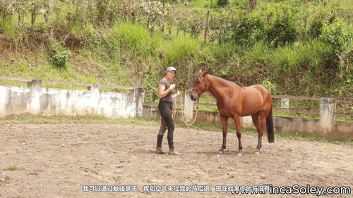 读懂马的内心:如何把恐惧变成信任 (英文课程中文字幕)