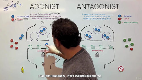 神经元与神经通讯:探索人体最神秘的信息网络 (英文课程中文字幕)