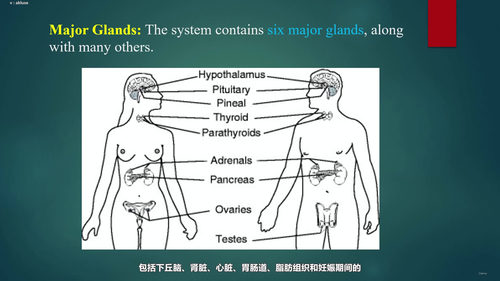 内分泌学入门:从激素基础到调控机制 (英文课程中文字幕)