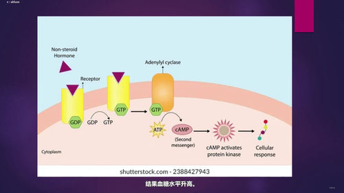 内分泌学入门:从激素基础到调控机制 (英文课程中文字幕)