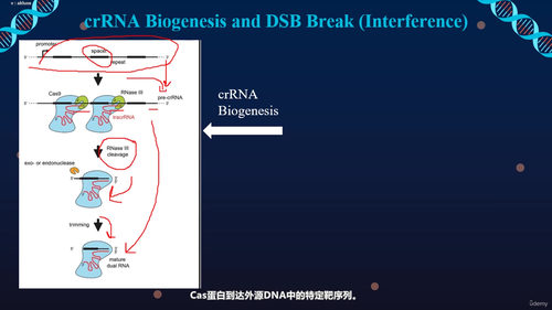 CRISPR-Cas系统机制详解 (英文课程中文字幕)
