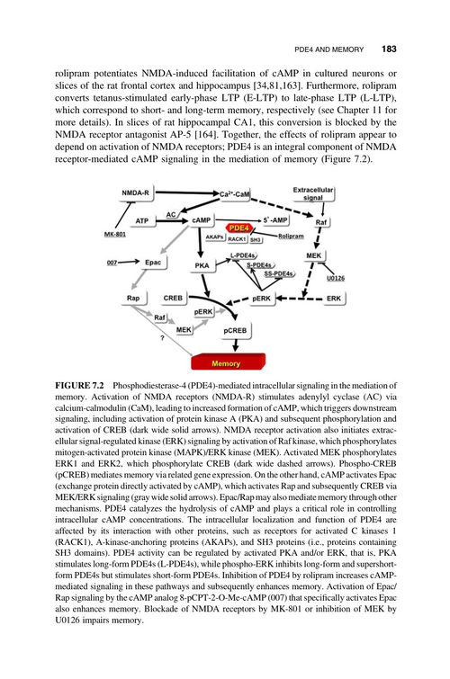 中枢神经系统中的环核苷酸磷酸二酯酶：从生物学到药物发现 尼古拉斯·J·布兰登 等 (英文电子书)