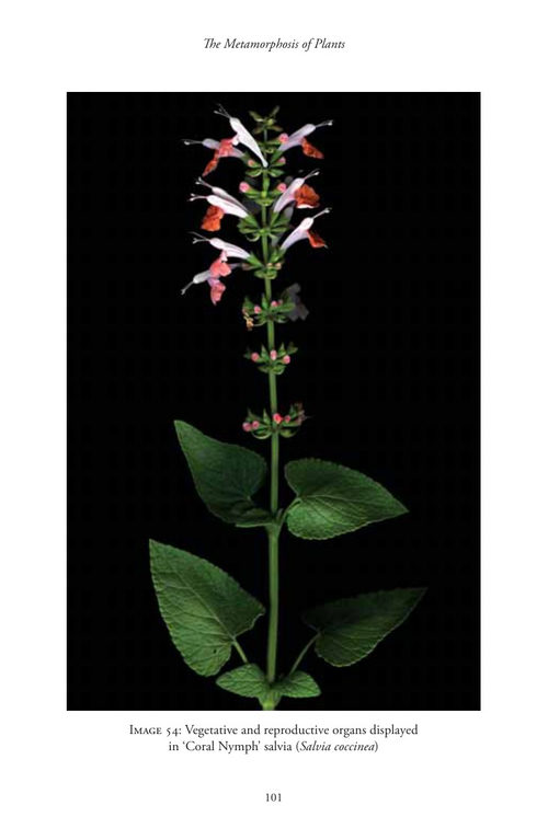 植物的变形 约翰·沃尔夫冈·冯·歌德 (英文电子书)