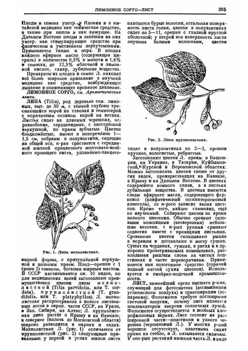 药用、芳香油及有毒植物百科辞典 Г. С. 奥戈列韦茨 (英文电子书)