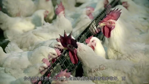 家禽养殖文凭课程 —— 拓展你的家禽业务（中文字幕英文视频教