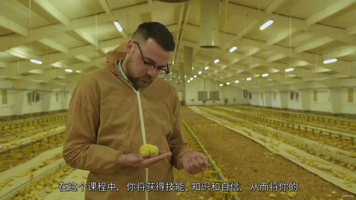 家禽养殖文凭课程 —— 拓展你的家禽业务（中文字幕英文视频教