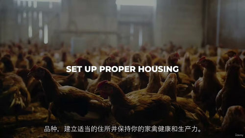 家禽养殖文凭课程 —— 拓展你的家禽业务（中文字幕英文视频教