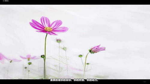 德语基础语法精讲：从卡壳到流利的突破口 (英文课程中文字幕)