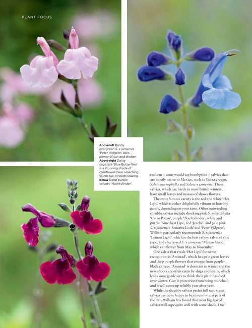 英国花园杂志 2026年9月刊 (英文期刊)