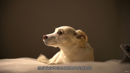 [中字] 提升你的短视频创作水平（中文字幕英文视频教程）