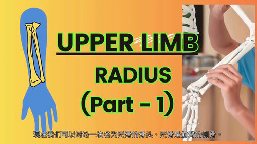 [中字] 上肢骨骼解剖课程（第三部分）（中文字幕英文视频教程