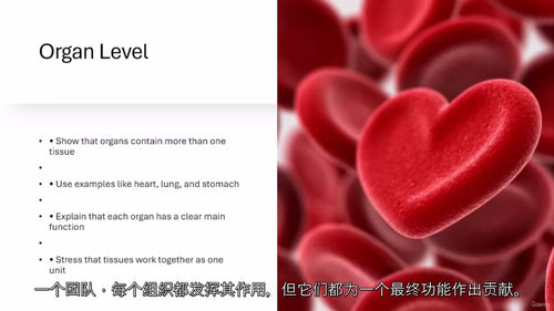 人体生理学视频教程（中文字幕）