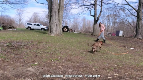 四周期召回训练挑战:让狗狗可靠回应你的召唤 (英文课程中文字幕