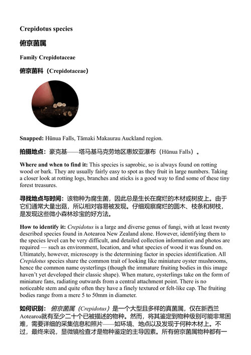 真菌的秘密生活 杰伊·利希特 (中英对照电子书)