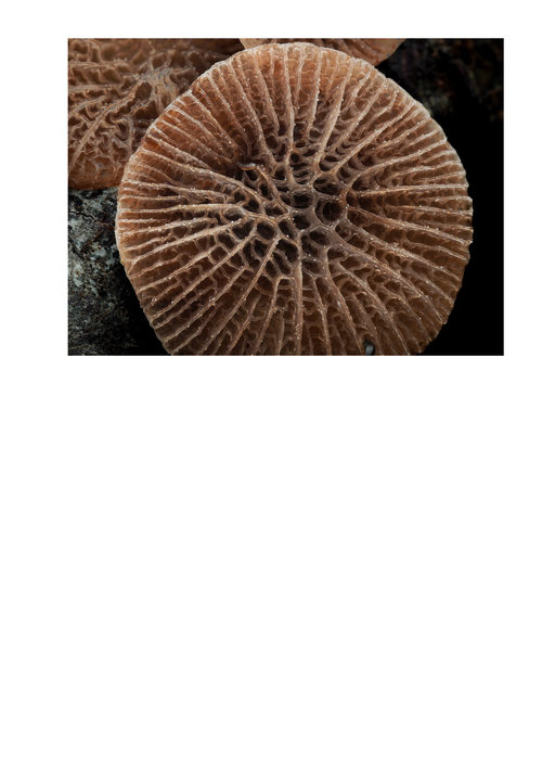 真菌的秘密生活 杰伊·利希特 (中英对照电子书)