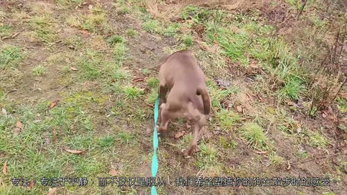 30 天狗狗平静随行特训营：专业犬只行为矫正与牵引绳训练指南