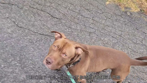 30 天狗狗平静随行特训营：专业犬只行为矫正与牵引绳训练指南