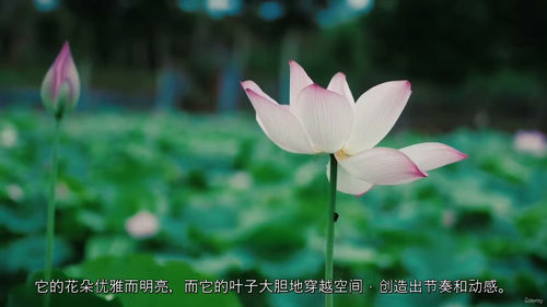 写意荷花水墨画课程