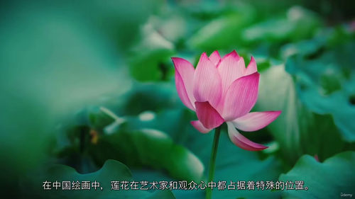 写意荷花水墨画课程