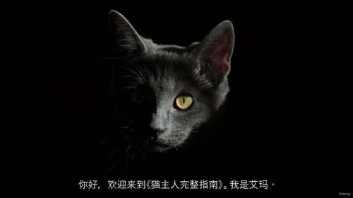 猫咪饲养科学指南