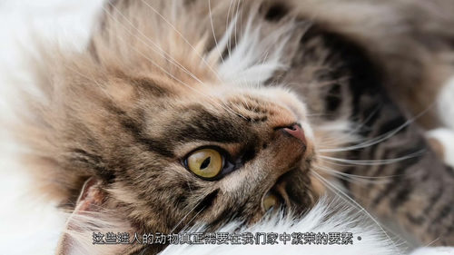 猫咪饲养科学指南