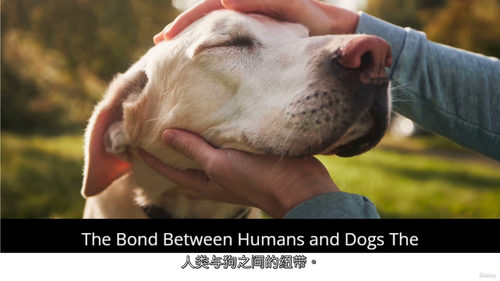 [中字] 全维度犬类养护指南：解决你的养狗核心难题（中文字幕