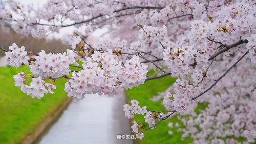 垫子之外的瑜伽智慧 (英文课程中文字幕)