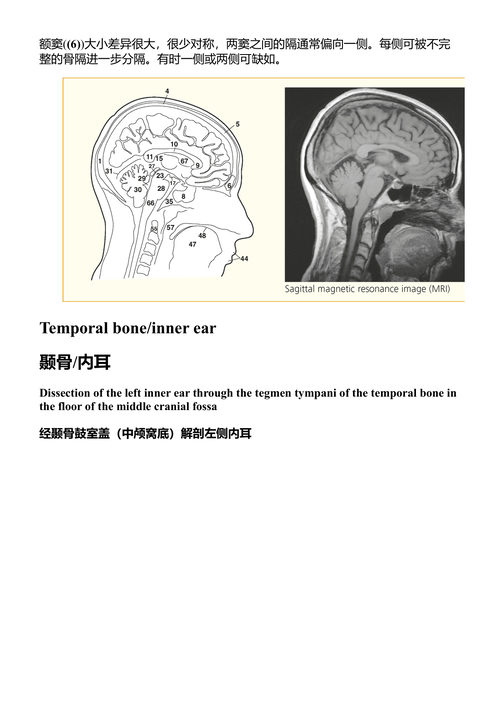 人体断层解剖学图谱:(中英对照电子书)