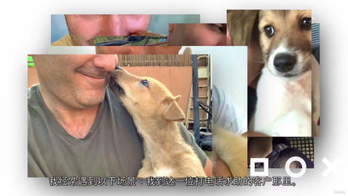 幼犬基础训练实用指南:新手入门前几周 (中文字幕英文视频教程