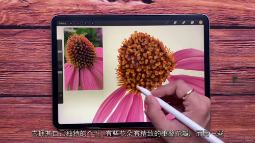花园绽放 Procreate 十日挑战 (中文字幕英文视频教