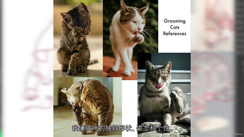 猫咪绘画挑战：轻松绘制动态猫咪姿势（中文字幕英文视频教程）