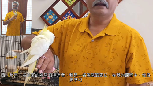 玄凤鹦鹉新手养护与训练指南  (中文字幕英文视频教程)