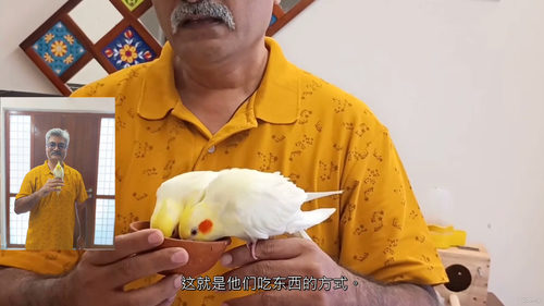 玄凤鹦鹉新手养护与训练指南  (中文字幕英文视频教程)