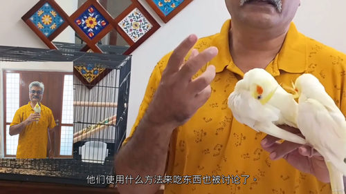 玄凤鹦鹉新手养护与训练指南  (中文字幕英文视频教程)