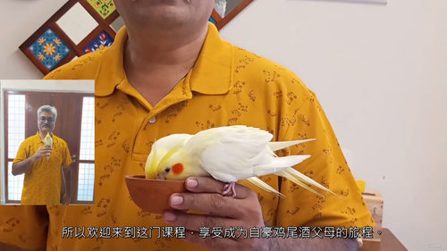玄凤鹦鹉新手养护与训练指南  (中文字幕英文视频教程)