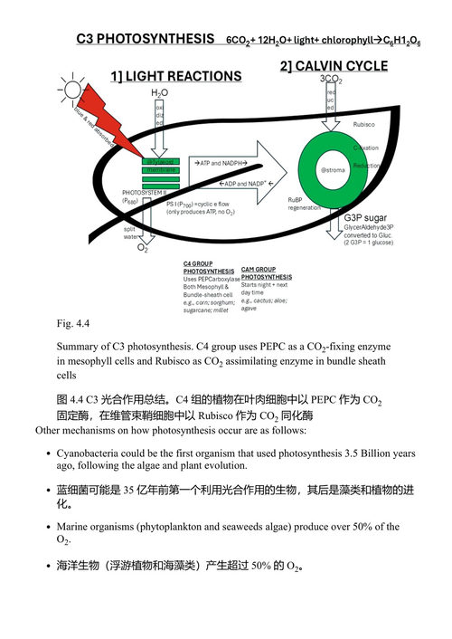 超级绿叶植物 戈克汉·哈吉萨利霍格鲁 (中英对照电子书)