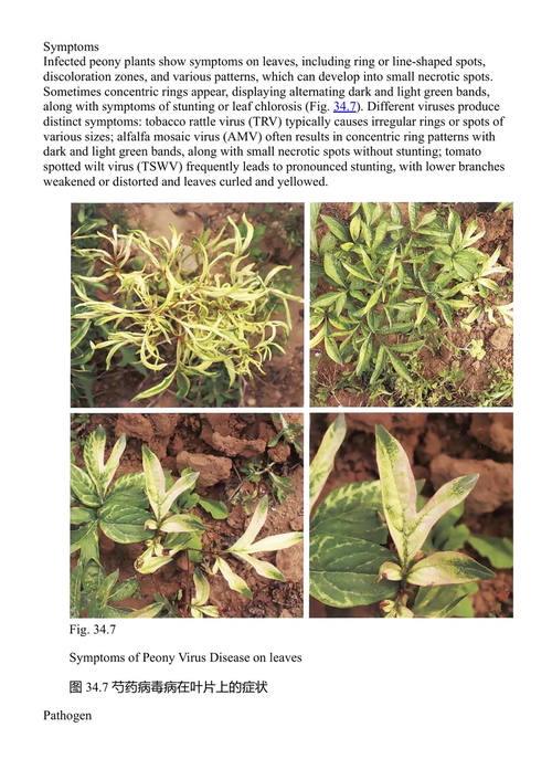 中国药用植物病害图鉴 王铁林、黄璐琦、郭兰萍 (中英对照电子书)