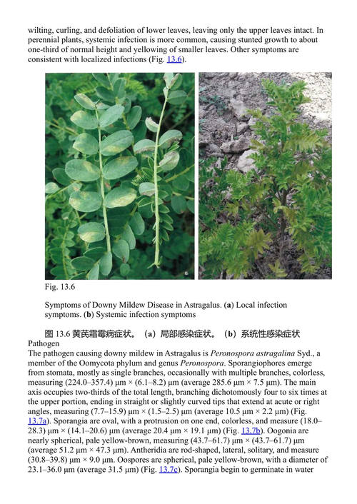 中国药用植物病害图鉴 王铁林、黄璐琦、郭兰萍 (中英对照电子书)