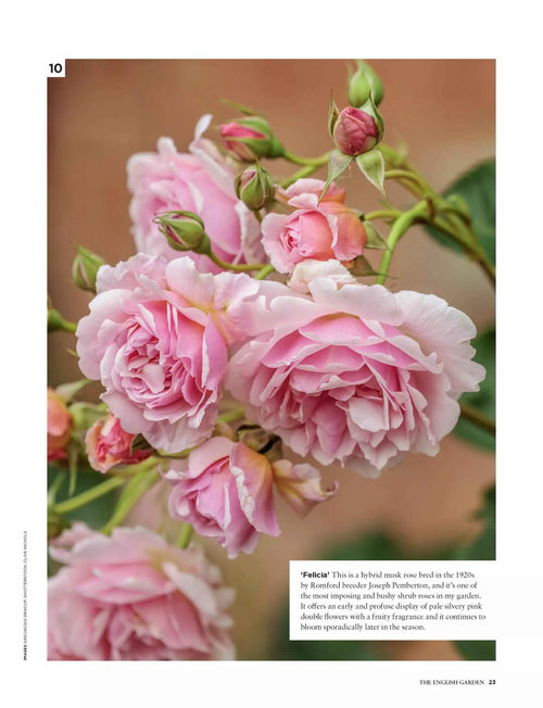 英语花园杂志 百种精选植物特辑 (英文期刊)