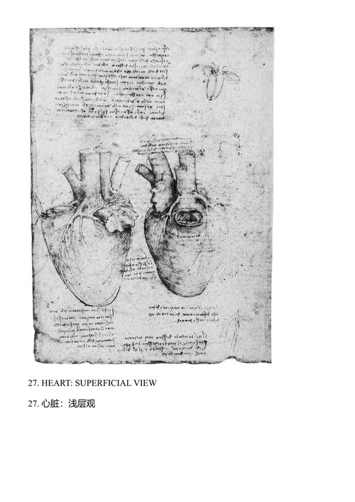 列奥纳多的解剖学手稿 列奥纳多·达·芬奇 (中英对照电子书)